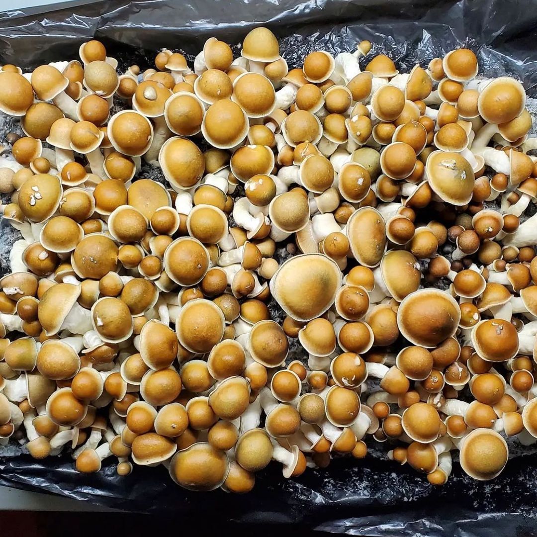 Psilocybin Mushrooms